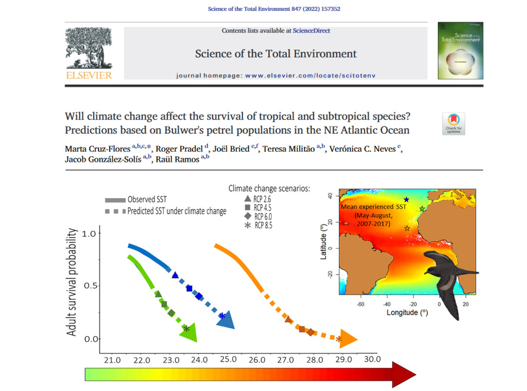 New paper by <a href="/MartaCruzF/">Marta Cruz-Flores 🇺🇦</a> in <a href="/STOTEN_journal/">STOTEN</a> showing the rise in #SeaSurfaceTemperature results in a decrease of Bulwer's #petrel survival and suggesting that even under most optimistic IPCC scenarios, climate change will impact tropical #seabirds survival

sciencedirect.com/science/articl…