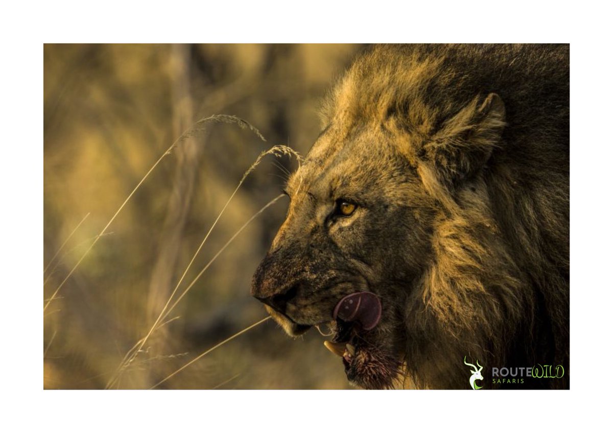 Route Wild Safaris 🐾 tweet media