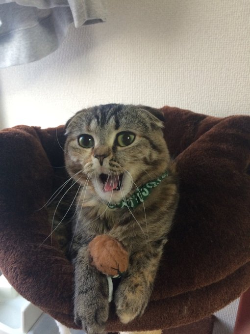 くりそつ( ΦωΦ ) 