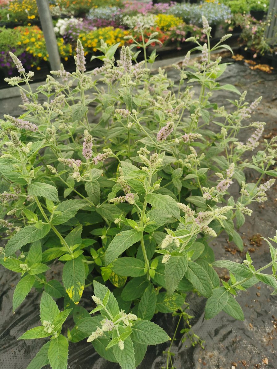 🌱Look at the beautiful flowers on this Variegated Buddleia Mint, you can see why Longifolia types are used in #flowerarranging and #bouquet
madaboutmint.co.uk