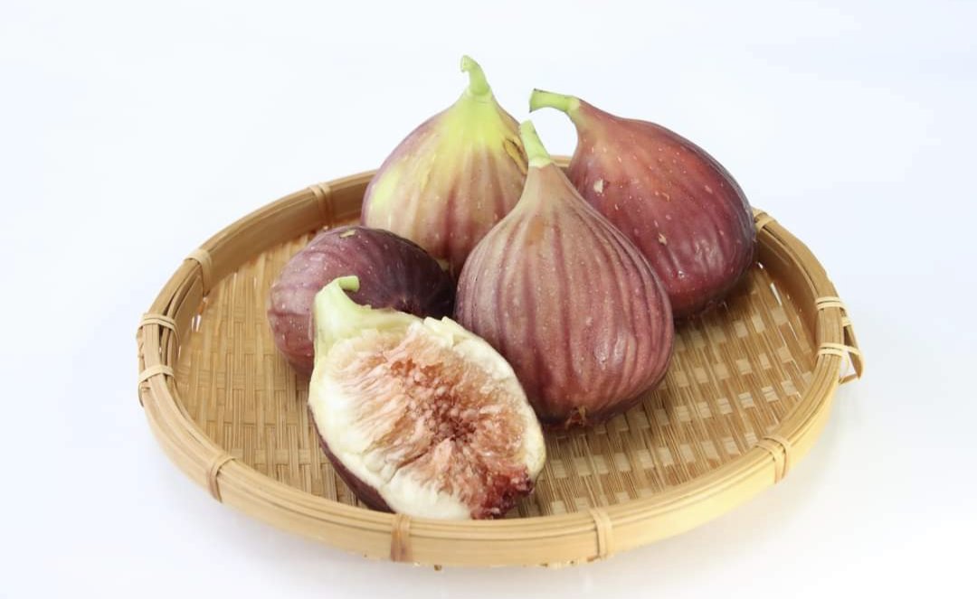 やまのは 創 はじめ 大きく 糖度が高くて甘みが強いのが特徴で なにわ特産品 として選ばれています いちじくの出荷量は 大阪府が全国第３位 令和元年度時点 南河内地域等で多く栽培されており 羽曳野市では主に誉田 こんだ 碓井 うすい 地区で