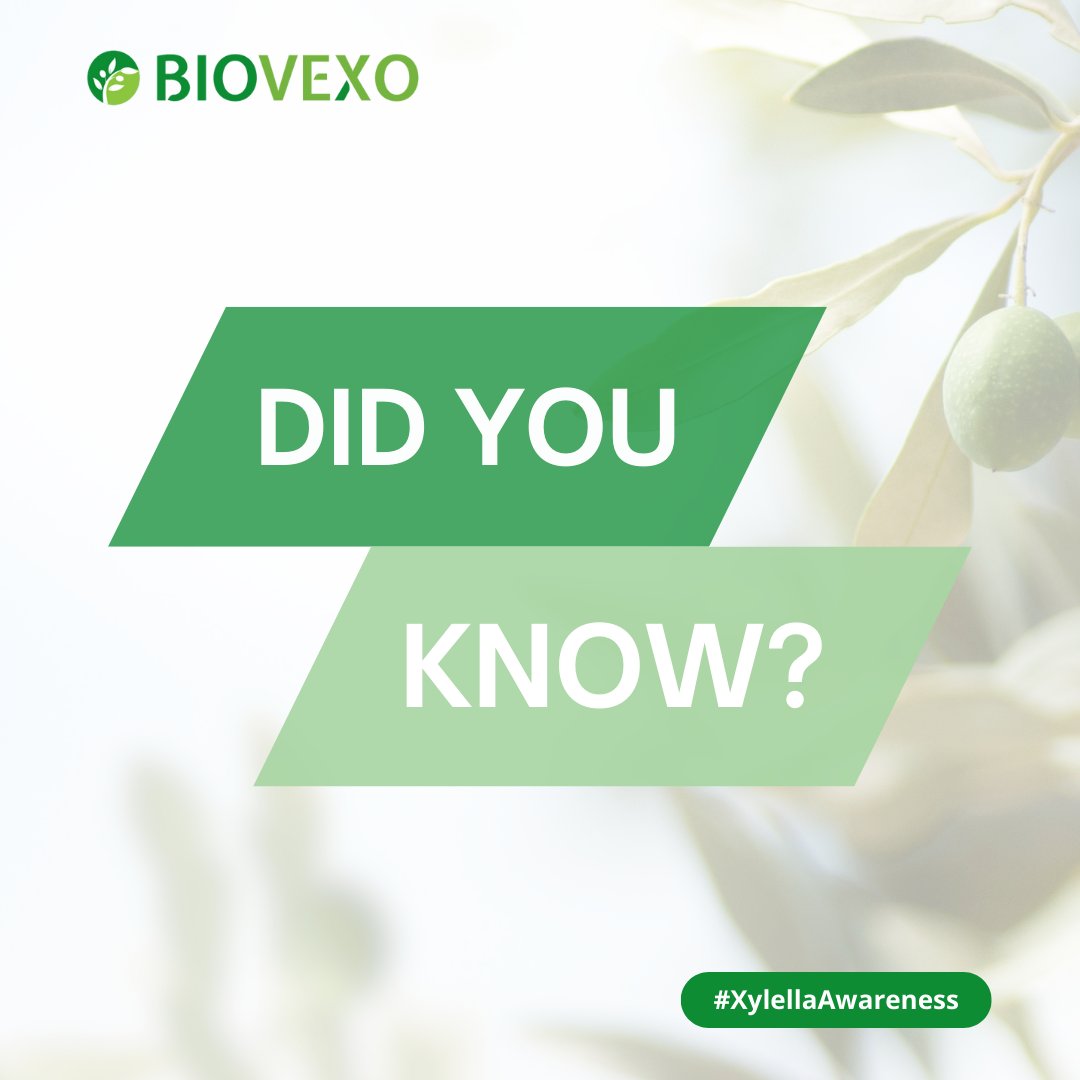 BIOVEXO Biopesticides to fight Xylella fastidiosa tweet media