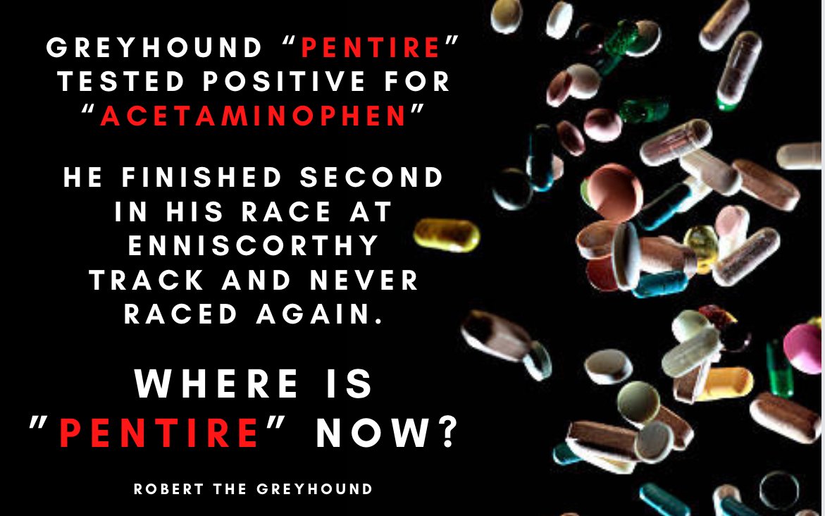 GreyhoundRobert's tweet photo. #Greyhound PENTIRE tests positive for Acetaminophen whilst racing at #Enniscorthy track. He finished second in his race but hasn't been seen racing again. Where is Pentire now? Was the prize money worth risking his health and wellbeing by doping him? #DopedDogs #GreyhoundRacing https://t.co/op6cii75mZ
