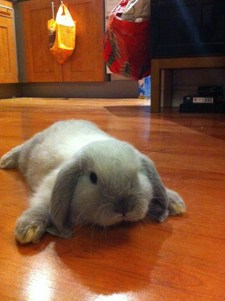 RabbitEveryHour's tweet photo. https://t.co/qGCI2I3GsG