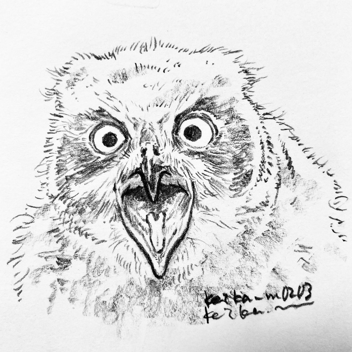ペリットを必死に吐き出そうとしてるユーラシアワシミミズクの雛のスケッチ 