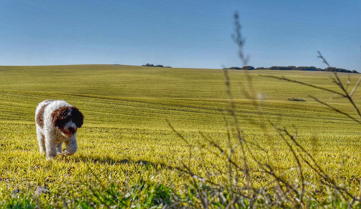 _oscarmruiz_'s tweet photo. #Fieldsofjoy #Fiona #Pets https://t.co/he8x1ptF6Q