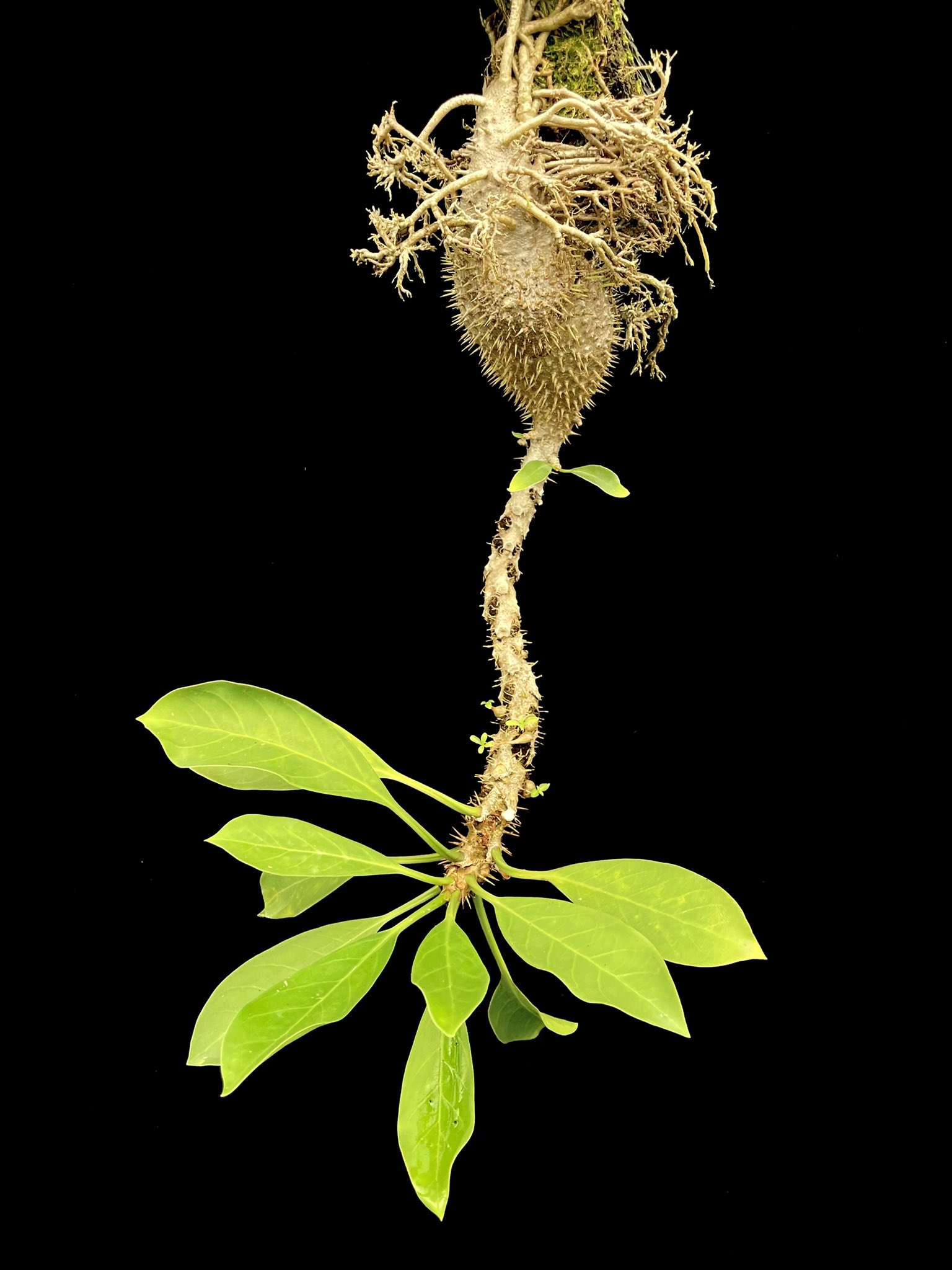 アリ植物　Myrmecodia tuberosa papuana 板付 アリ植物 Myrmecodia tuberosa papuana - メルカリ