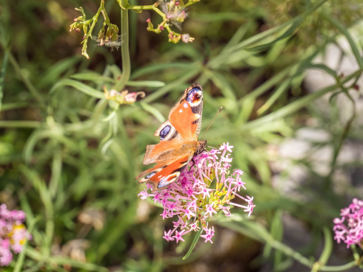 #lundifleuri Un peu de douceur pour commencer la semaine avec cette photo prise au Weissenstein, la montagne de #Soleure.

#Suisse <a href="/VisitSolothurn/">Solothurn Tourismus</a> 
<a href="/tania_vaviw/">tania</a> <a href="/itinera_magica/">Itinera Magica</a> @ArpenterChemin <a href="/VentsEtVoyages/">Sarah - Vents & Voyages</a> <a href="/latribudechacha/">La Tribu de Chacha Ⓡ</a> <a href="/MatanteA/">Annabelle Fréchette</a>