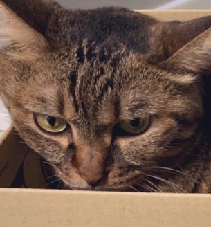 ステイサムみたいな顔してる 