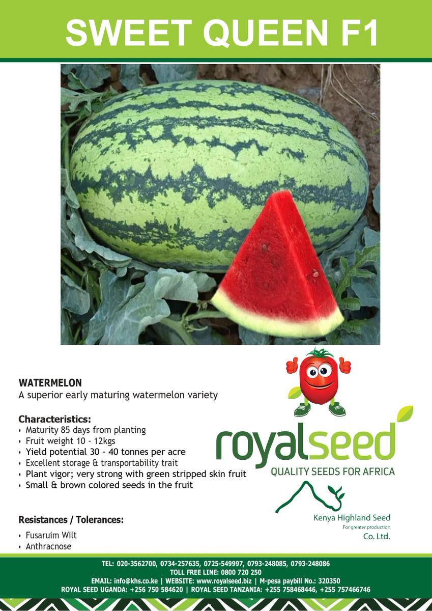 RoyalSeedKE's tweet photo. Watermelon🍉Season is here and you can't just say Watermelon🍉 Without Saying #SWEEETQUEENF1. Farmers get to experience our fantastic 🍉 #SWEETQUEEN F1 a superior early maturing watermelon variety.
Reach us to place your Order
Toll-Free Line: 0800 720 250 ( free of charge) https://t.co/flhozUUi7Z