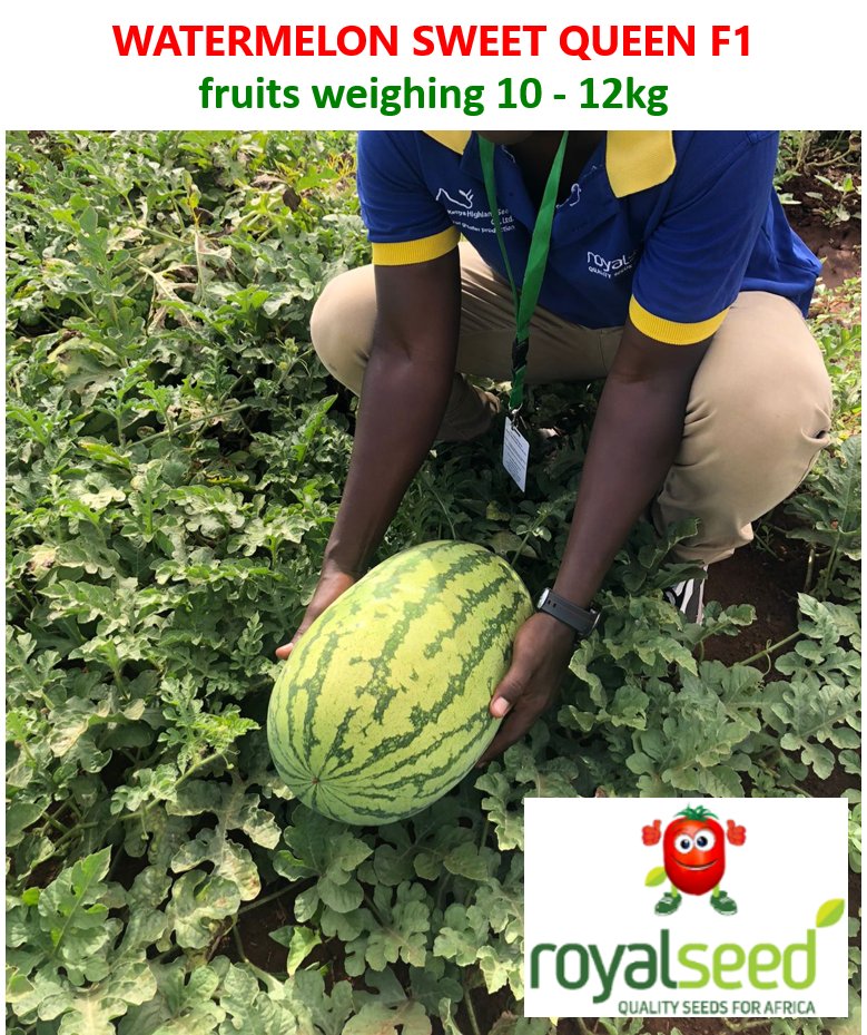 RoyalSeedKE's tweet photo. Watermelon🍉Season is here and you can't just say Watermelon🍉 Without Saying #SWEEETQUEENF1. Farmers get to experience our fantastic 🍉 #SWEETQUEEN F1 a superior early maturing watermelon variety.
Reach us to place your Order
Toll-Free Line: 0800 720 250 ( free of charge) https://t.co/flhozUUi7Z