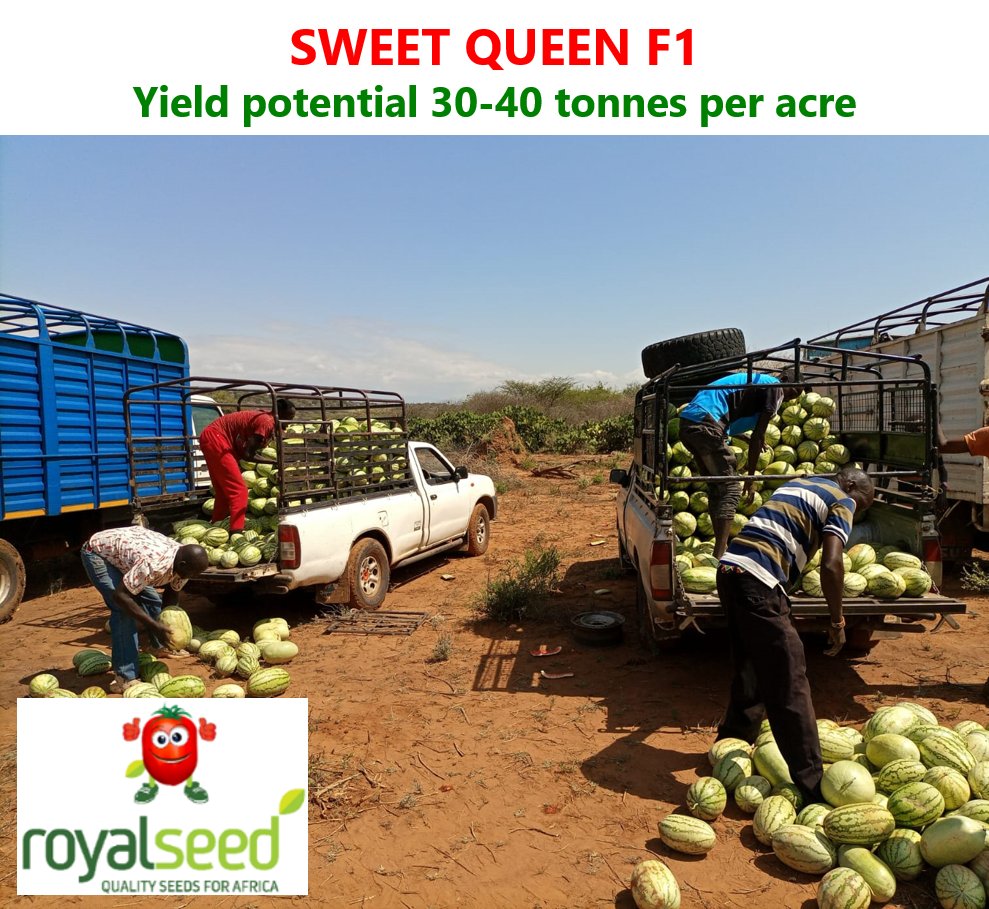 RoyalSeedKE's tweet photo. Watermelon🍉Season is here and you can't just say Watermelon🍉 Without Saying #SWEEETQUEENF1. Farmers get to experience our fantastic 🍉 #SWEETQUEEN F1 a superior early maturing watermelon variety.
Reach us to place your Order
Toll-Free Line: 0800 720 250 ( free of charge) https://t.co/flhozUUi7Z