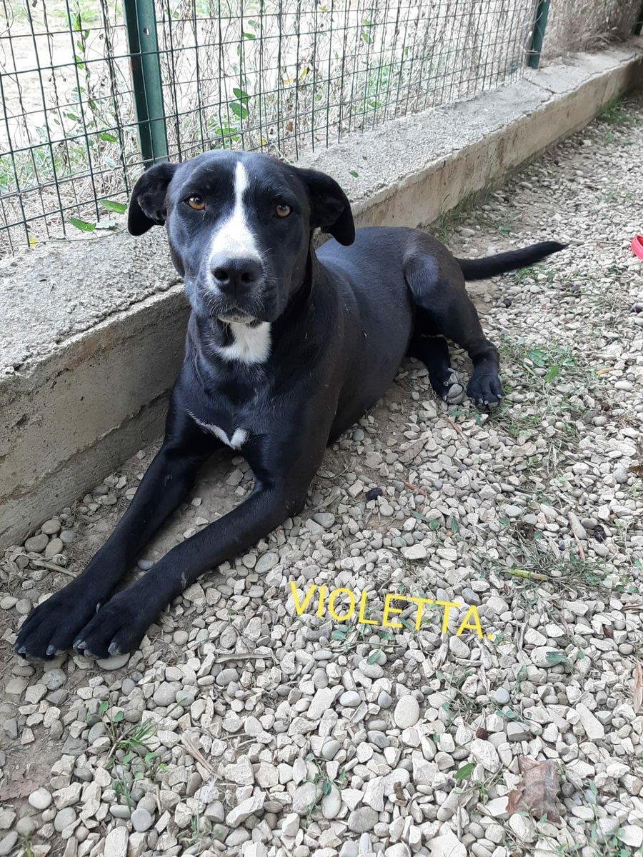 PETfriendly tweet media
