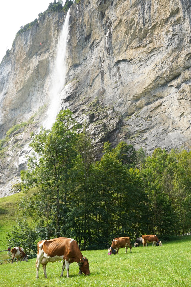 MySwitzerlandAR's tweet photo. ثاني أعلى شلال في سويسرا: يقع شلال شتاوباخ في لوتربرونن
#lauterbrunnen #staubbachfall #jungfrauregion #madeinbern
https://t.co/JdyrwNwVrR https://t.co/LNvq0aQPKW