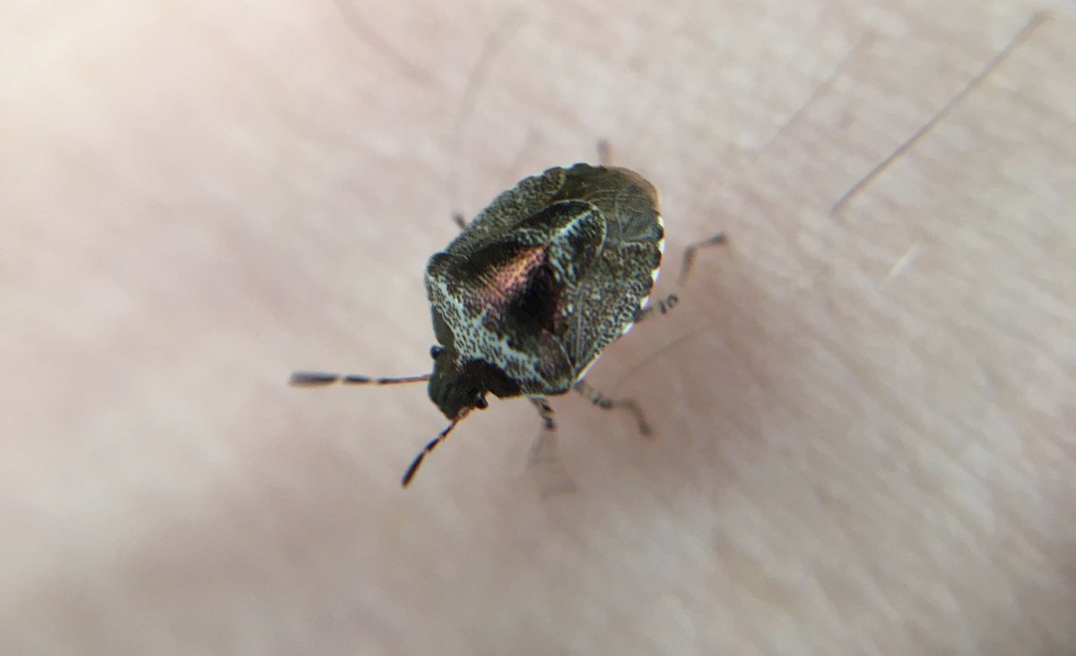 hill_marian's tweet photo. So pleased to find a beautiful woundwort shieldbug : Eysarcoris venustissimus in our garden. They look like they are made from burnished copper and enamel! #bug #wildgarden #insectgarden #urbanwildlife https://t.co/gg6iTe6Tak