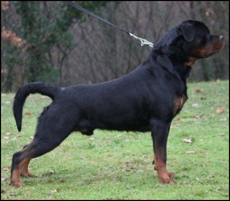 RAHUL52429287's tweet photo. Pet Adoption In Delhi | Puppies For Sale In Delhi | Dog Breeds
https://t.co/j2eVTavbn8
#bestpetshopindelhi #petadoptionindelhi #petshopsindelhi #bestdogbreedersinnoida #petsforsale #puppypriceindelhi #onlinedogpurchasedelhi #puppyindelhi #testifypetshop https://t.co/gTkssCFkTp