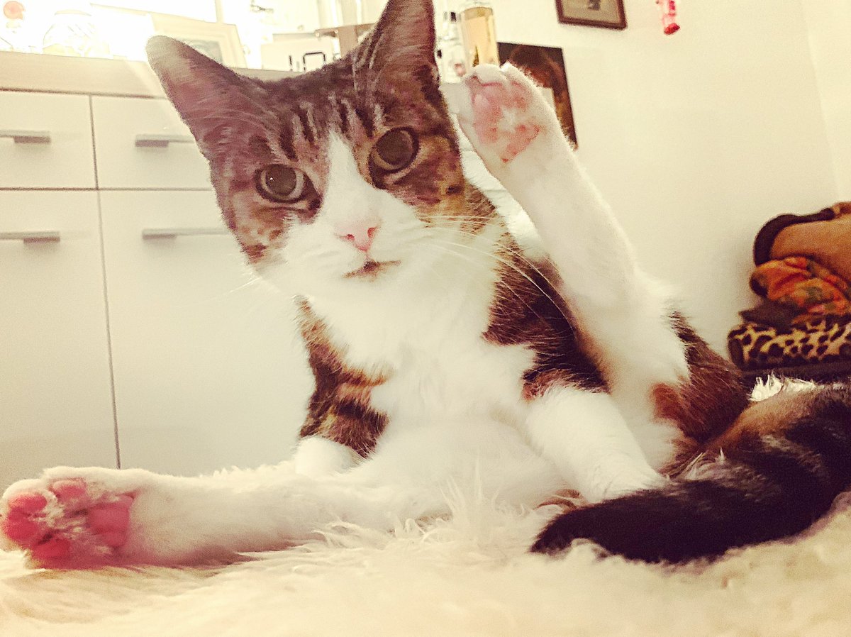 bastianfritsch's tweet photo. Pfoten 🐾 hoch, wer noch gekuschelt werden will.
#catcontent https://t.co/uaQUkYsXhL