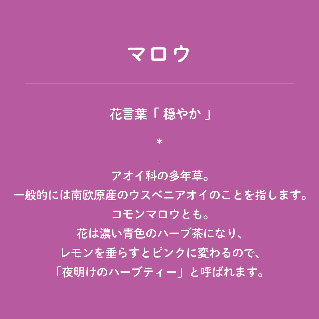 暦生活 こよみせいかつ 10周年 今日の誕生花は マロウ 花言葉は 穏やか です アオイ科の多年草 一般的には南欧原産のウスベニアオイのことを指します 花は濃い青色のハーブ茶になり レモンを垂らすとピンクに変わるので 夜明けのハーブ