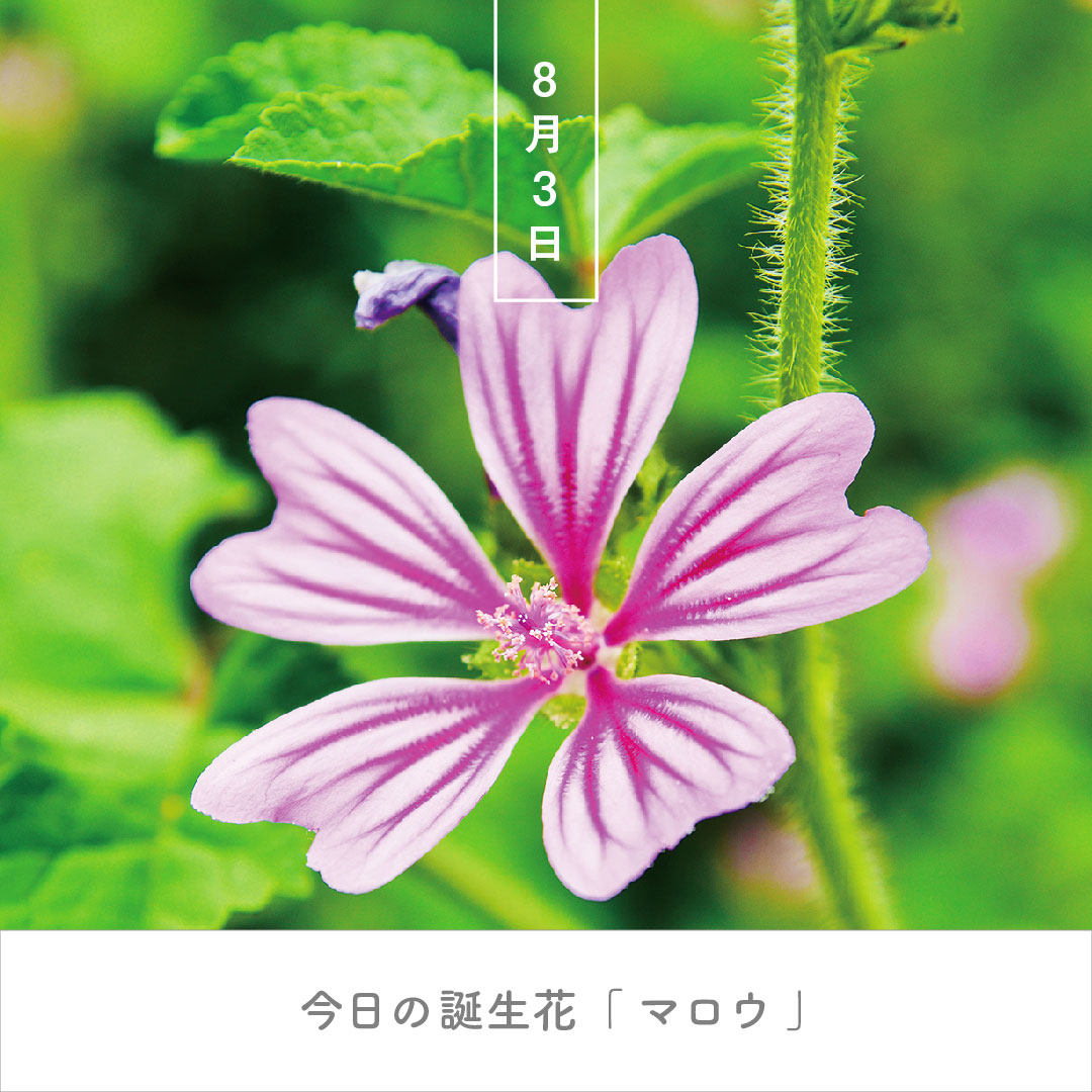 暦生活 こよみせいかつ 10周年 今日の誕生花は マロウ 花言葉は 穏やか です アオイ科の多年草 一般的には南欧原産のウスベニアオイのことを指します 花は濃い青色のハーブ茶になり レモンを垂らすとピンクに変わるので 夜明けのハーブ