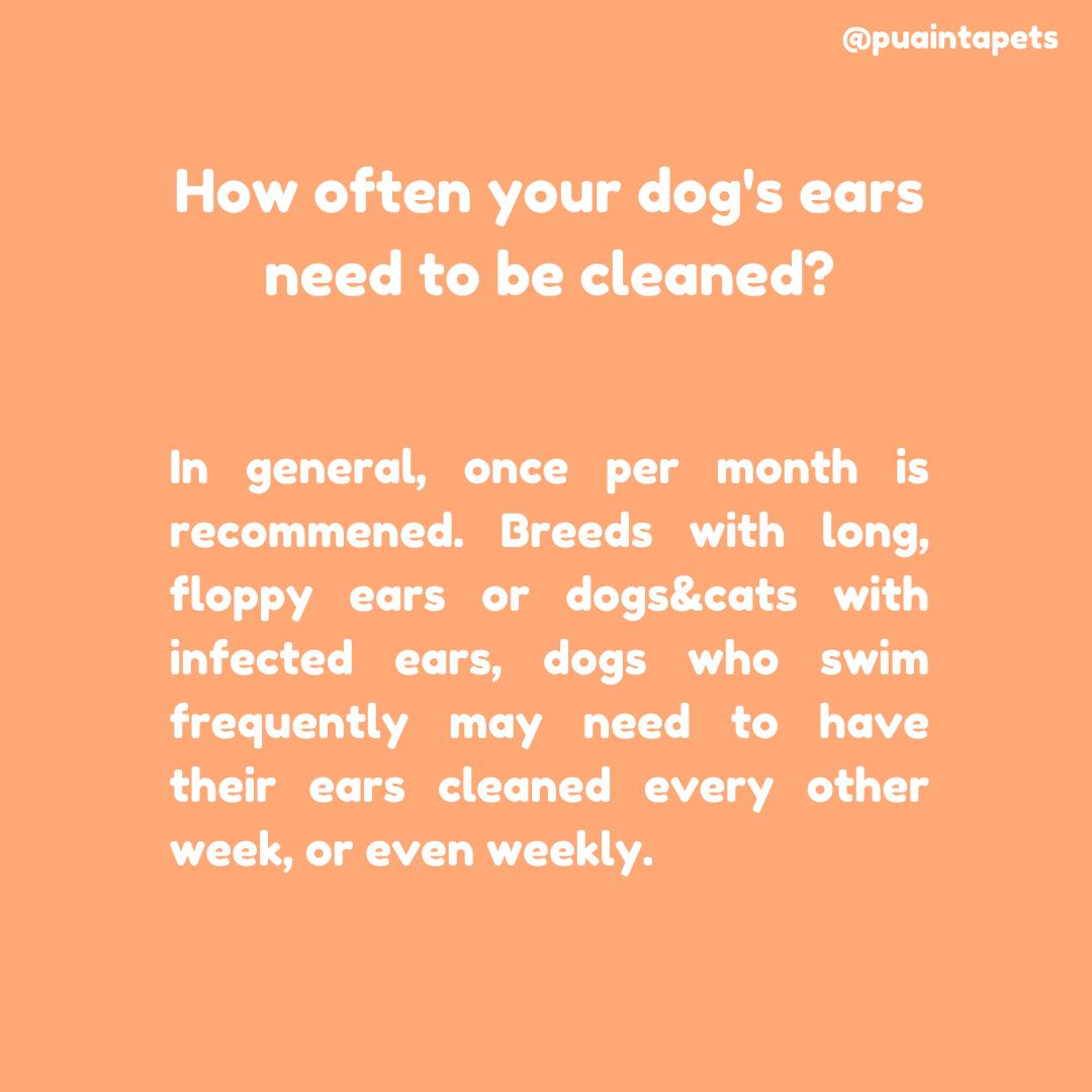 PuaintaPets's tweet photo. 👂Ear cleaning should not be ignored. It is the key to prevent ear problems and ear inflammation. So it is recommened to do ear cleaning regularly.😺

#cat #catlover #catlovers  #CatsOfTwitter #dogs #doglife #doglovers #petgrooming #petowner #DogsOnTwitter  #DogsofTwittter https://t.co/07tVyQ0kYR