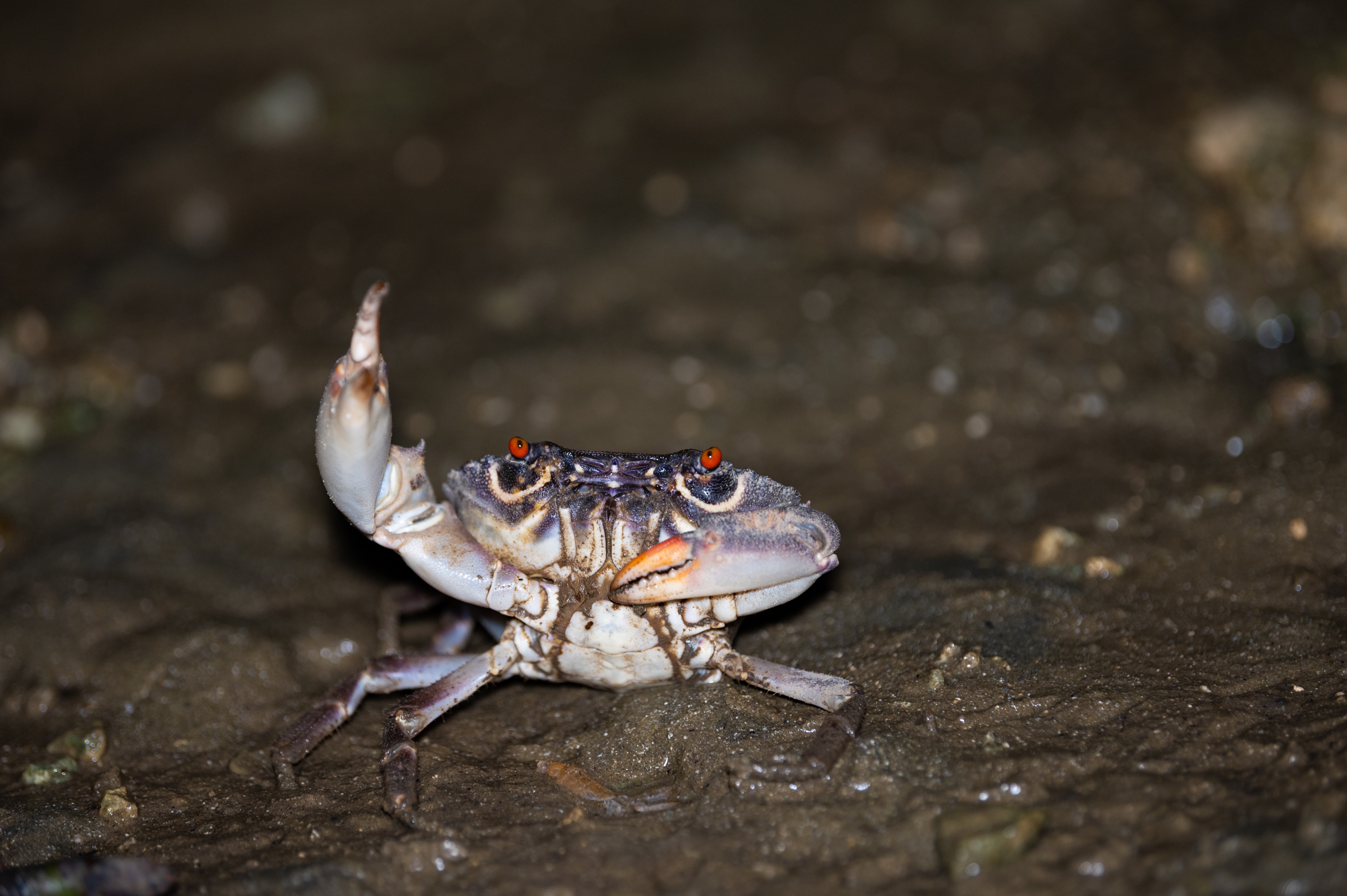カニフォト Crabphoto1 Twitter