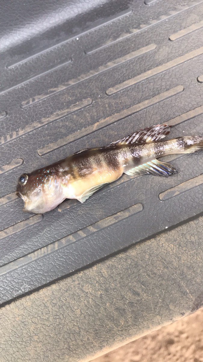 uv_uo2's tweet image. 志布志湾でちっちゃいルアーで釣れたけど、これはなんて言う魚なんだろう？