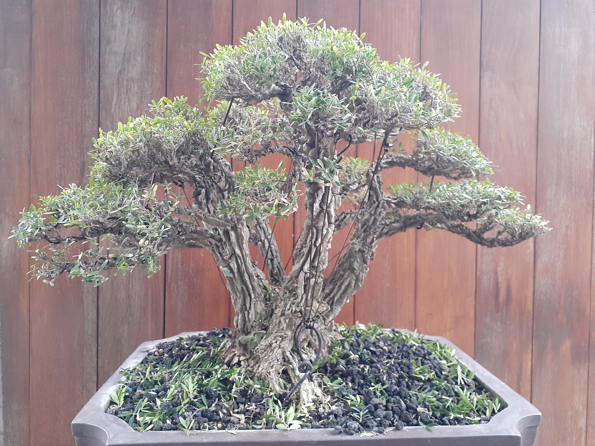 bonsaisekitar's tweet photo. Tampak depan mana yang lebih menarik? 🤔
#bonsai #buxusharlandii #rootbase https://t.co/DLyXMPrFRx