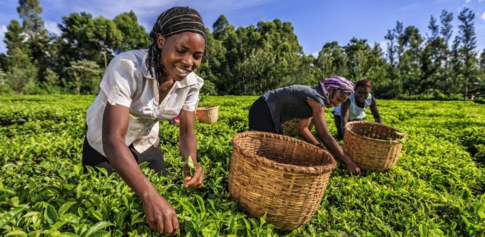 Agrinsiderhq's tweet photo. Kenya exports the most black tea and cut flowers in the world. https://t.co/YvbNDITXXP