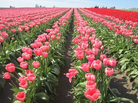 Agrinsiderhq's tweet photo. Kenya exports the most black tea and cut flowers in the world. https://t.co/YvbNDITXXP