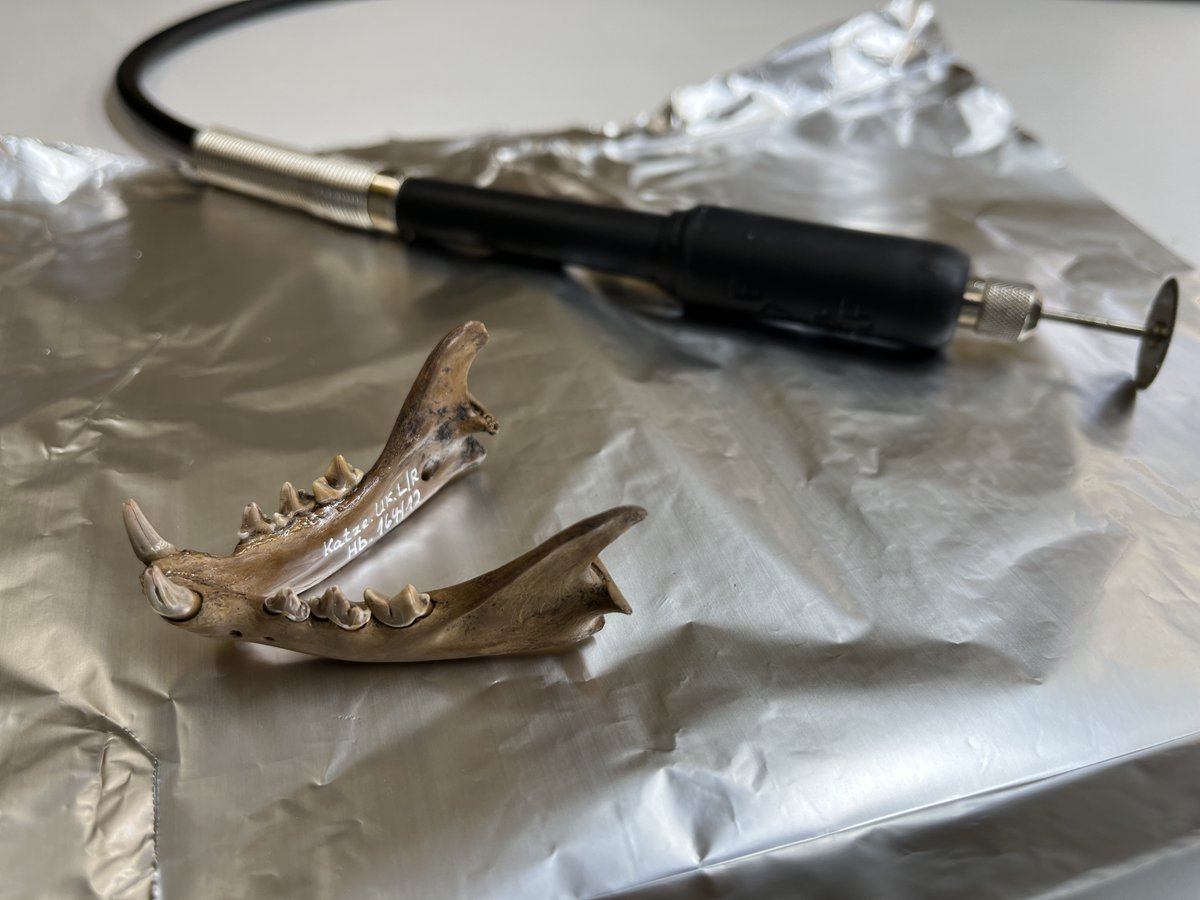 felix_erc's tweet photo. Just back from sampling session at the Museum of Archaeology Schloss Gottorf in beautiful Schleswig. Can’t wait to let these mandibles tell us more on Viking cats 🐈! #stableisotopes #aDNA #ercfelixproject @ERC_Research @unitorvergata https://t.co/tFgswGmJg3