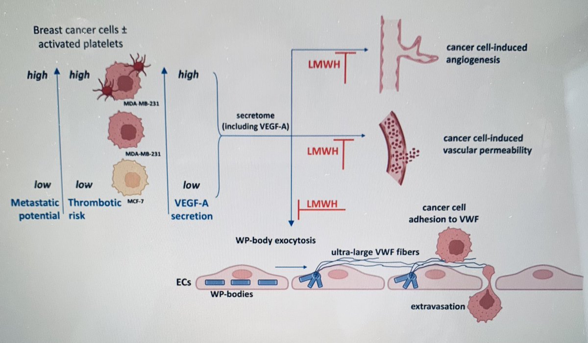 Jamie O' Sullivan (@jme_os) on Twitter photo Very grateful to @cecile_denis and colleagues for their fantastic commentary on our recent published work in <a href="/JTHjournal/">JTH</a> onlinelibrary.wiley.com/doi/full/10.11… congrats <a href="/Sps_dhami/">Sukhraj Pal Singh Dhami</a> for your hard work <a href="/RCSIPharmBioMol/">RCSI School of Pharmacy and Biomolecular Sciences</a> <a href="/IrishCtrVascBio/">ICVB RCSI</a> full text @ doi.org/10.1111/jth.15… Very grateful to @cecile_denis and colleagues for their fantastic commentary on our recent published work in <a href="/JTHjournal/">JTH</a> onlinelibrary.wiley.com/doi/full/10.11… congrats <a href="/Sps_dhami/">Sukhraj Pal Singh Dhami</a> for your hard work <a href="/RCSIPharmBioMol/">RCSI School of Pharmacy and Biomolecular Sciences</a> <a href="/IrishCtrVascBio/">ICVB RCSI</a> full text @ doi.org/10.1111/jth.15…