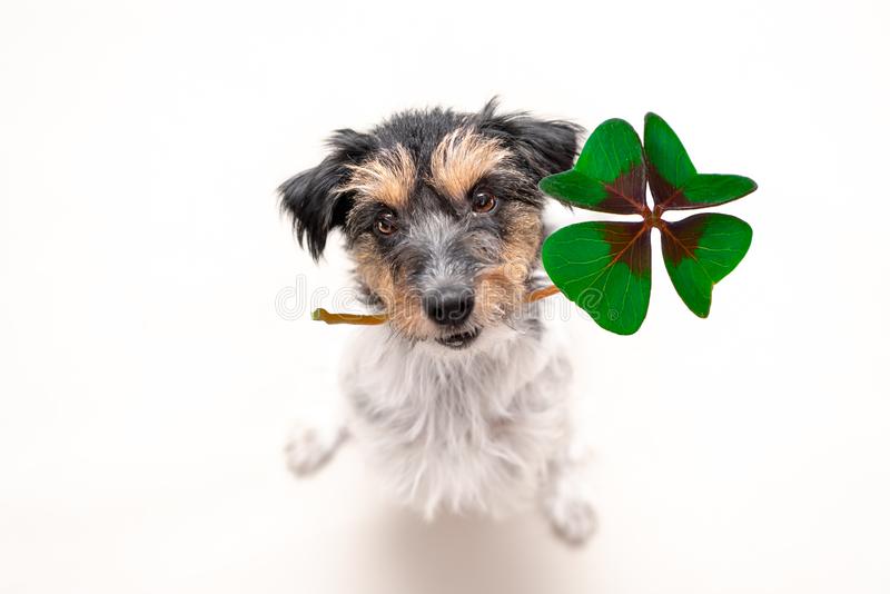 nisustech's tweet photo. Today is Find a Four Leaf Clover day!

Find your luck with the perfect job at NiSUS Tech! 
https://t.co/wgqBnsnn47 https://t.co/8TPB3lyu65