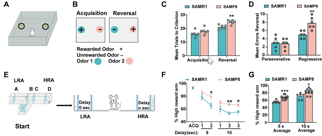 molpsychiatry's tweet photo. Social isolation reinforces aging-related behavioral inflexibility by promoting neuronal necroptosis in basolateral amygdala. By Juan Zhang et al. @HuazhongUST @JinanUniversity #socialisolation #basolateralamygdala #BLA #behavior #psychiatry #mentalhealth https://t.co/LKDSALt73q https://t.co/xjRG6lk6es