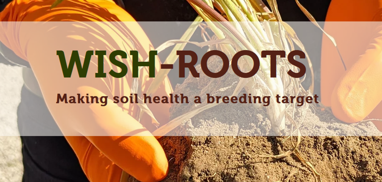 WheatInitiative's tweet photo. Interested in #wheat #root_traits ?
Find out what @wish_roots is currently doing on the topic.
β‘οΈ https://t.co/C94kbiCWAl
#global #research
@AHEAD_wheat https://t.co/ld5yiTHwbZ