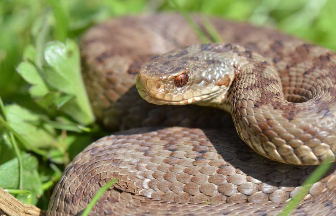RDV le 31 Août (9h-11h), avec le Conservatoire d'espaces naturels des Hauts-de-France pour une sortie des plus surprenantes ! 
Venez rencontrer la vipère péliade ! Elle est un hôte discret de la Réserve naturelle de Versigny. Inscription au 03-23-80-32-20 auprès de Géodomia !
