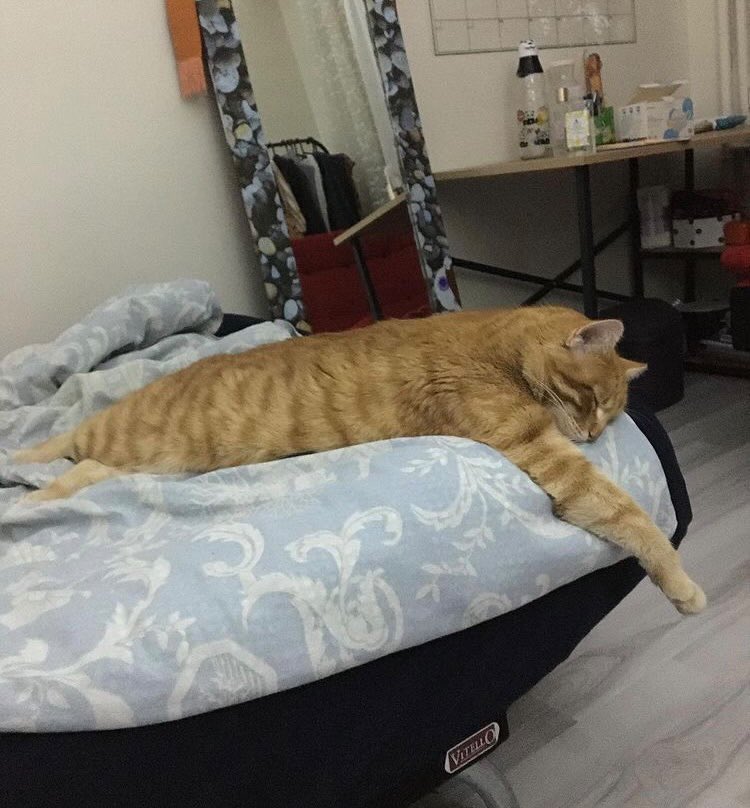 Güneş 1,5 yaşında, kısır. Ailesi yurt dışına gittiği için terk etti🥲 Cumartesi gününe kadar yuva bulamazsam sokağa dönecek. Dünyanın en güzel huylu bebeği.

İletişim: <a href="/kgokdemiir/">Kübra</a>