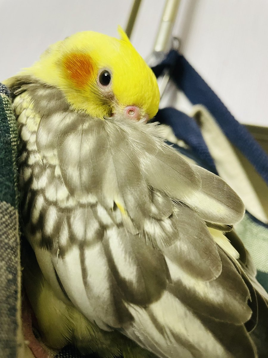 FdyZs's tweet photo. 【緊急拡散希望】
今日の16時頃、飼っているオカメインコ
が脱走してしまいました。
臆病で大きな音が苦手でパニックを起こしやすいです
どんな情報でも構いません。リプやDMなどでご連絡頂けると幸いです。よろしくお願いします。
 #オカメインコ  #オカメインコ迷子 
 #東大阪 #上小阪 #拡散希望 https://t.co/qE3ll3l77D