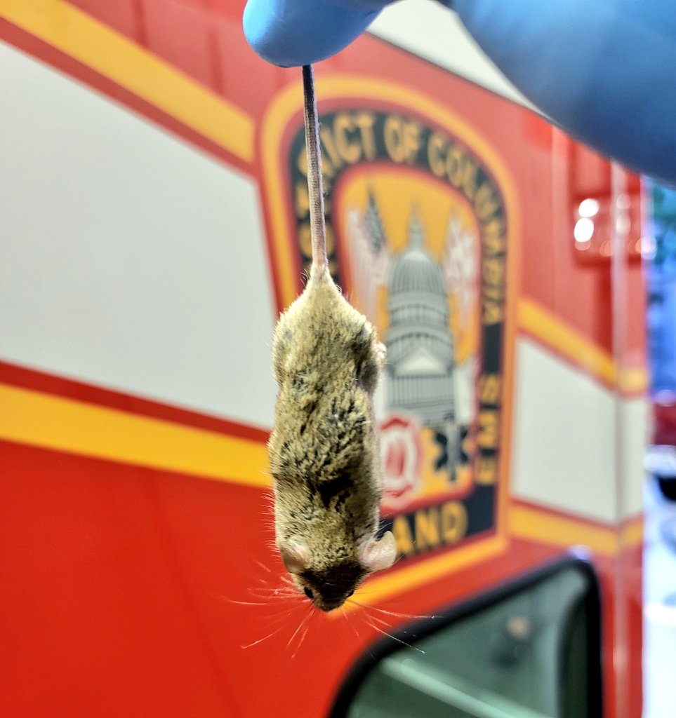 chebert13's tweet photo. Stuart Little decided to visit us this morning. Engine man had to re-home the little guy back to the "wilderness" cause the truck guys were too busy standing on chairs crying. #DCFD #Engine13 #Truck10 🤣🤣 https://t.co/fGk16MESw7