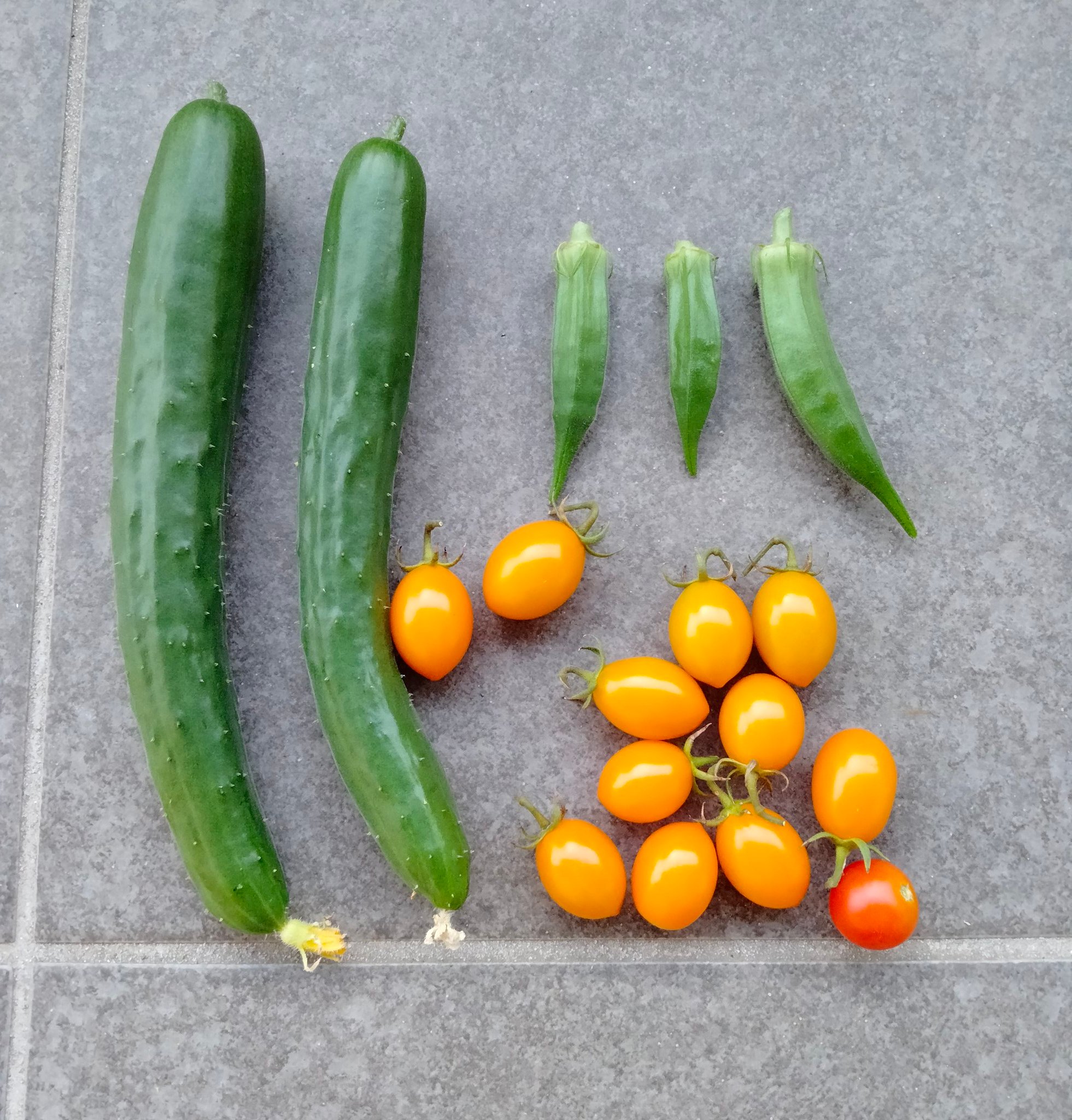 4 Kommy 小さなお庭菜園 雑記 間違い探し 今日の収獲物 一箇所だけ 間違いが あります ミニキュウリ オクラ ミニトマト 純甘オレンジ 家庭菜園 T Co C5ufc8xbz6 Twitter