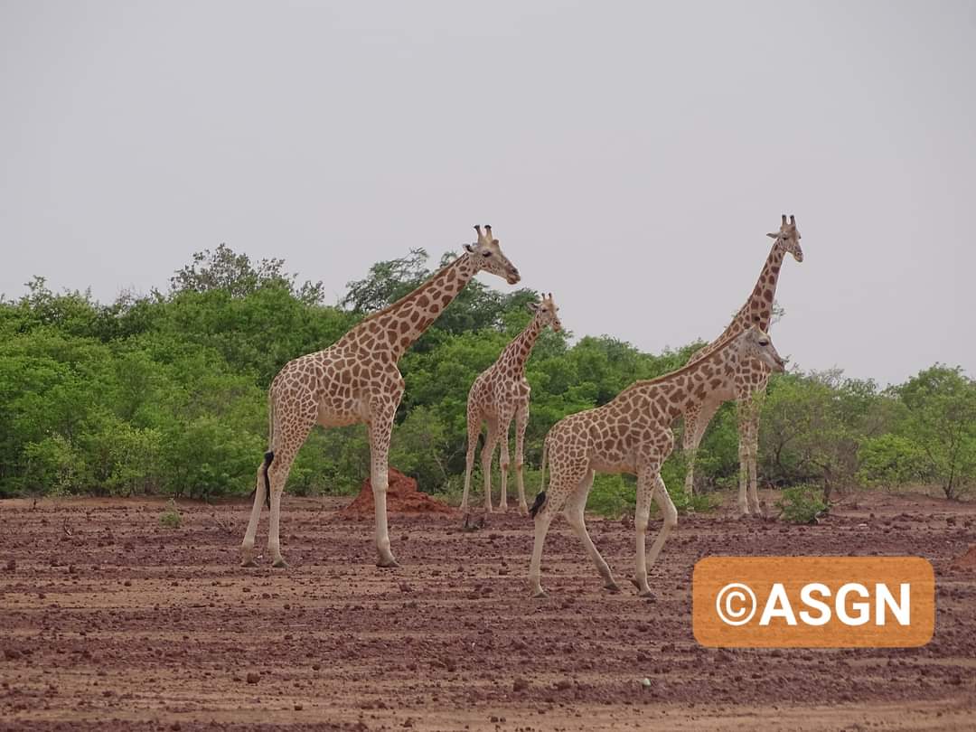 Très bonne semaine à tous.
Les girafes d'Afrique de l'Ouest vous souhaitent un bon mois d'août. 
#giraffes #girafe #naturephotography #naturelovers #faunesauvage #faune #fauna #giraffa #Niger #Kouré