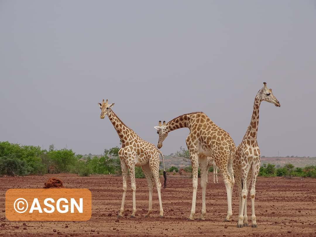 AsgnNiger's tweet photo. Très bonne semaine à tous.
Les girafes d'Afrique de l'Ouest vous souhaitent un bon mois d'août. 
#giraffes #girafe #naturephotography #naturelovers #faunesauvage #faune #fauna #giraffa #Niger #Kouré https://t.co/xBKj43gJKY