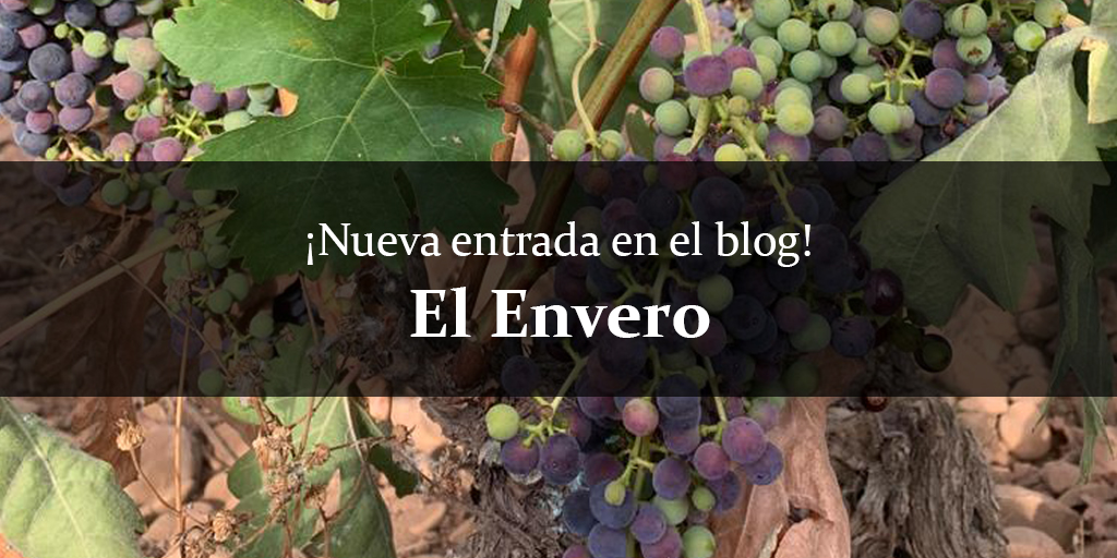 ¿Has notado el cambio de las uvas en el viñedo? El envero es un proceso clave en la transformación del viñedo, donde comienza el ciclo de maduración de la uva. Aprende más sobre este proceso previo a la vendimia en nuestro blog.