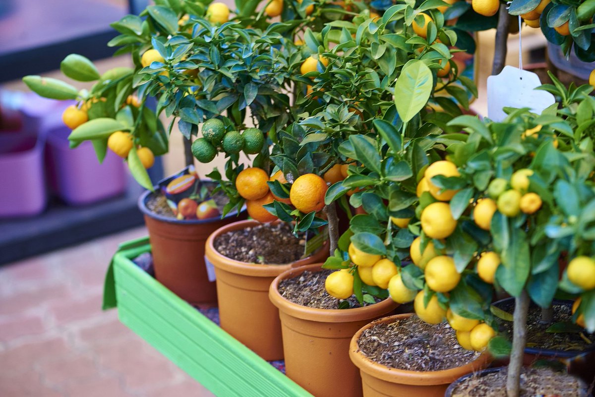 Agirite's tweet photo. Yes, of course, you can grow your fruits in containers.
 It saves #space, helps control #pests, and overcomes soil issues. https://t.co/lWcB9OlcRq