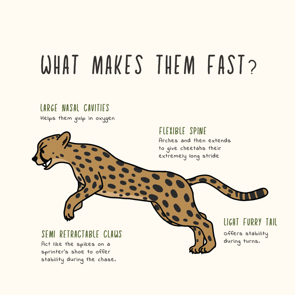 BobuAfrica's tweet photo. A cheetah can accelerate from 0 to 96 km in only 3secs, which is faster than most cars!
Find out what makes these cats unique and special.
Also in other news, the coalition of the #tatubora cheetahs in @MasaiMara is no more! They remain only two after #Leboo was mauled by lions. https://t.co/SaJ5dcn3w4