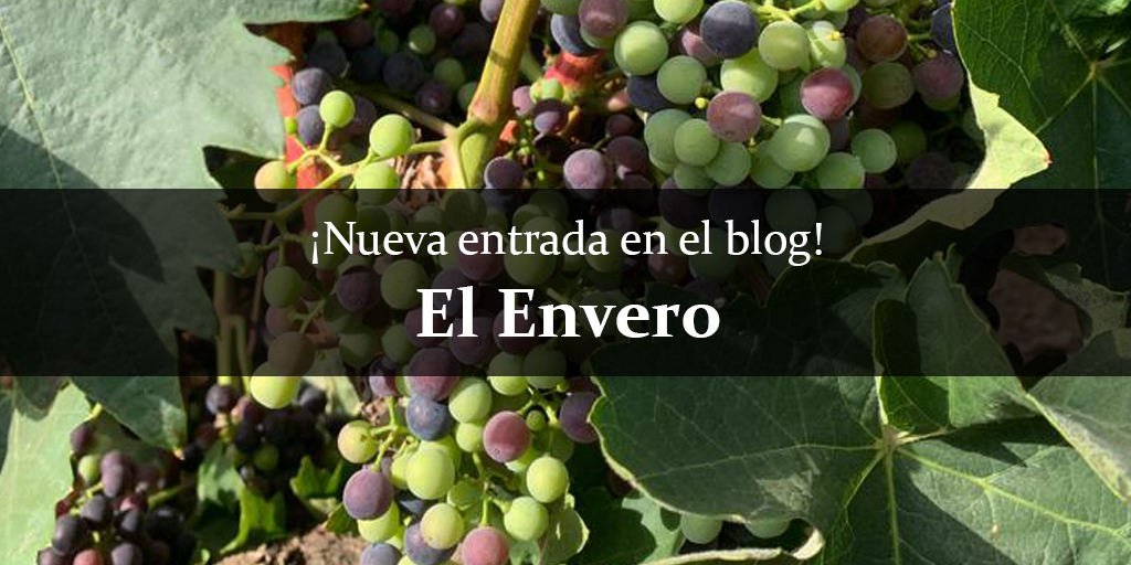 ¿Te suena el término envero? Entramos en una época del año en la que este estado fenológico de la vid adquiere una gran importancia en la posterior calidad de los vinos. Te invitamos a que descubras más sobre este singular estado fenológico en la nueva entrada de nuestro blog.
