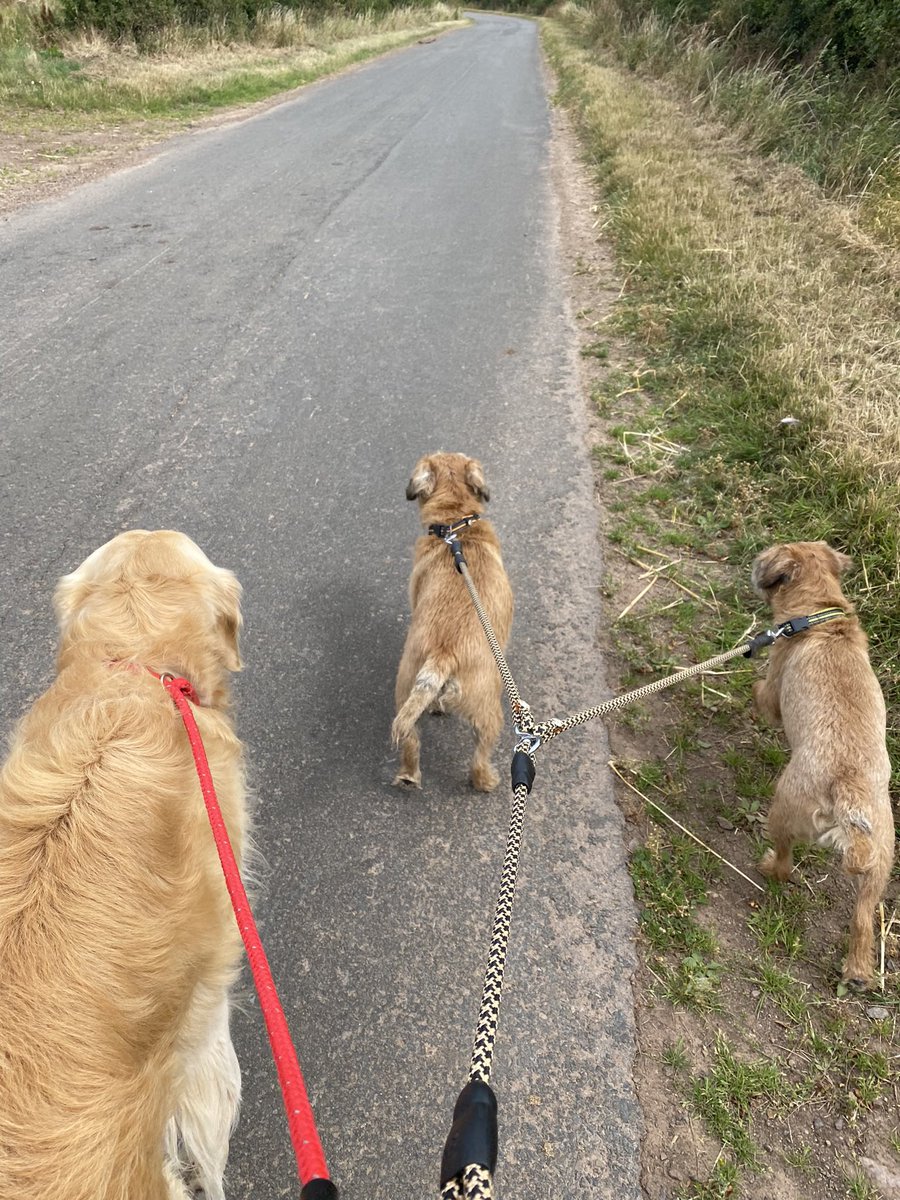 baxtertheborder's tweet image. Out for a walk with our pal Fergus