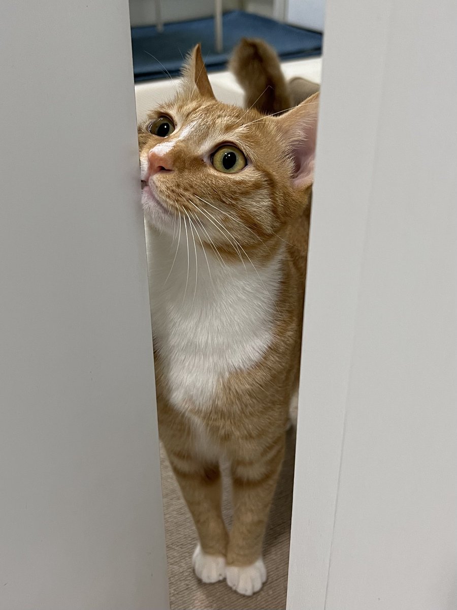 시루포리 (@siroopori) on Twitter photo 