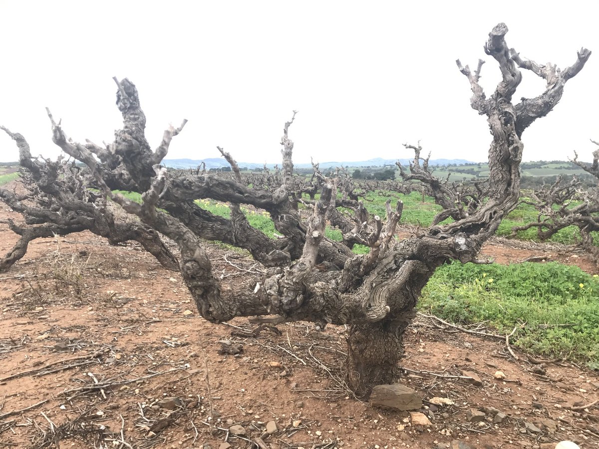 Thinking of you <a href="/whiteswine/">philip white</a>