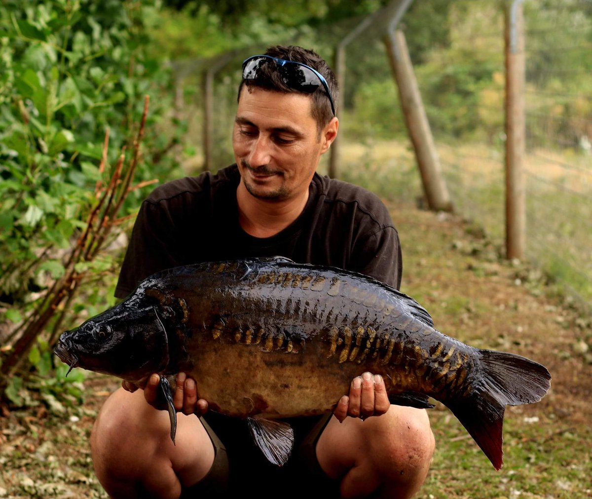 CherryCarp tweet media