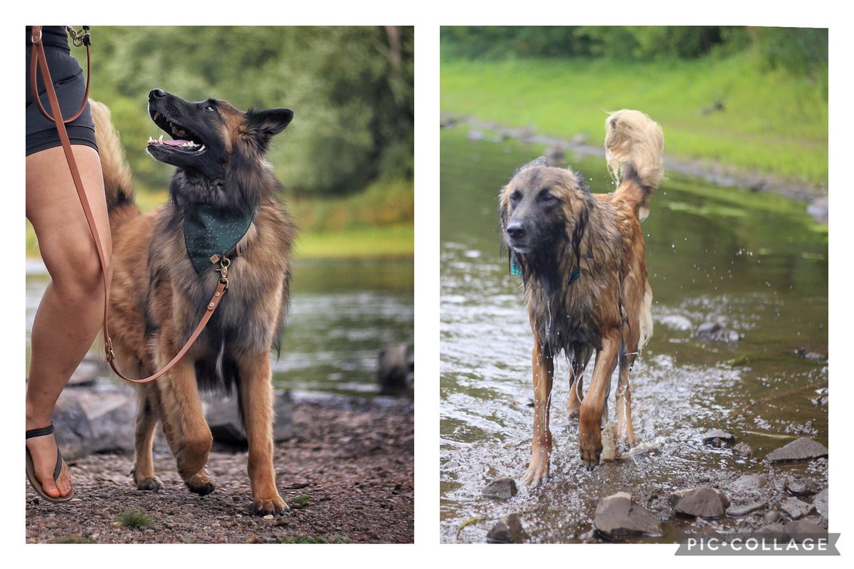 _thefruitgal's tweet photo. @DrZedZha Same dog 5 mins apart. Just add water 😂 https://t.co/CgOCHWXGGA